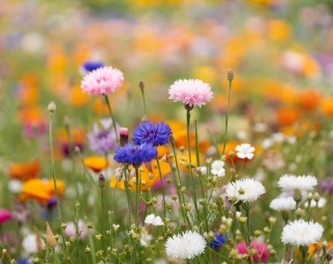 Logotrade promotional giveaways photo of: A6 wildflower seed paper sheet