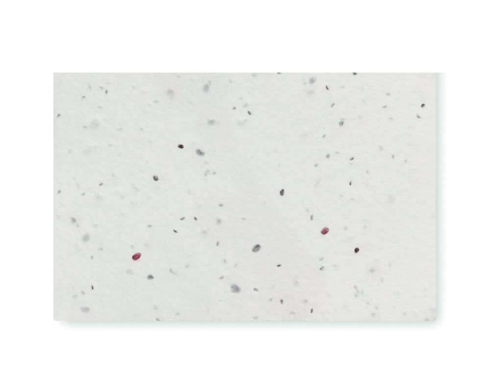 Logotrade promotional gift image of: Wildflower seed business card.