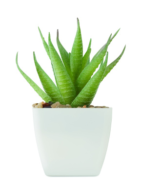 Logotrade reklaamkingid pilt: ARTILOE mini aaloe kunsttaim